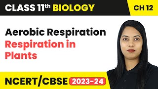 Aerobic Respiration  Respiration in Plants  Class 11 Biology Chapter 12  CBSE 202425 [upl. by Richardson281]