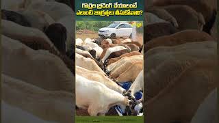 గొర్రెల బ్రీడింగ్ కి తీసుకునే జాగ్రత్తలు ToneAgri SheepBusinessGuide GoatFarming SheepFarming [upl. by Aelanna163]