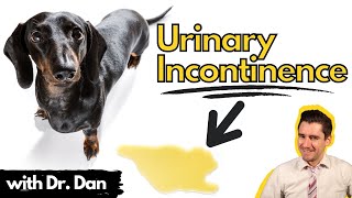 Urinary Incontinence in the dog How your veterinarian may treat your dog [upl. by Eiram483]