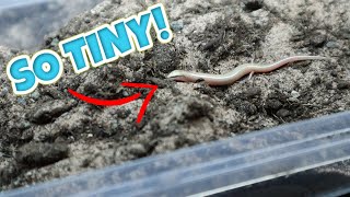 NEW WEDGESNOUTED SKINK BABIES [upl. by Jammin]