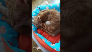 😻 HUMOR sobre GATOS  😹 Posiblemente el animal más vago shorts  Videos graciosos gatitos [upl. by Jaclyn535]