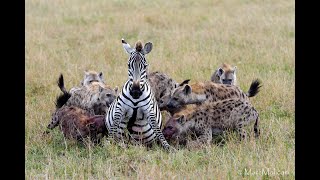 OVER 6 MILLION VIEWS Pregnant zebra mares battles hyena clangraphic content [upl. by Elrod732]