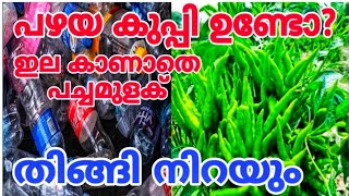 ഇത് കണ്ടാൽ ഒന്നും അറിയാത്തവർക്കും പച്ചമുളക് കൃഷി ചെയ്യാം  A to Z Chilli Farming  mulaku krishi [upl. by Llehsyt796]