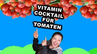 TOMATEN EXPLODIEREN davon  Dünger  Tomaten düngen mit Hefe und Zucker Bio Dünger [upl. by Accire]