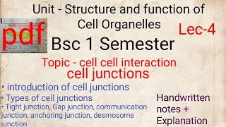 cell junctions  types of cell junctions  bsc 1 sem  tight gap anchoring desmosome junction [upl. by Didi85]