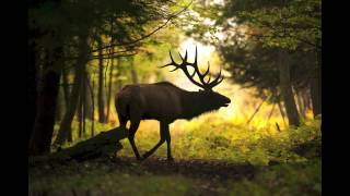 A look at Pennsylvanias elk herds [upl. by Penny632]