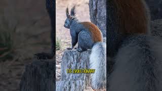 Exploring the Unique World of the Kaibab Squirrel [upl. by Larissa]