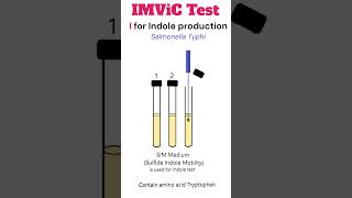 IMViC Test Indole production test microbiology bacteria [upl. by Ybroc]