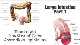 Taneia coli Haustra and appendices epiploicae  Anatomy of Large Intestine [upl. by Kattie]