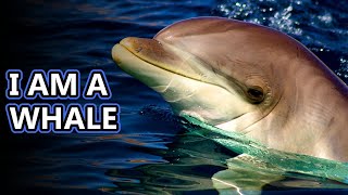 Dolphin facts is a porpoise a dolphin  Animal Fact Files [upl. by Uyekawa833]