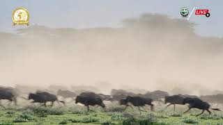 Wildebeest Race at Ndutu [upl. by Elyagiba]