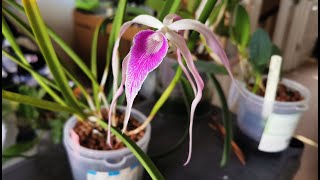 Brassocattleya Amethyst a fragrant spidery orchid hybrid Cattleya purpurata x Brassavola cucullata [upl. by Eiba]