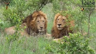 Male Lions Social Behaviour [upl. by Nnyl]