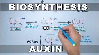 Biosynthesis of Auxin [upl. by Nayhr219]