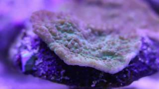 Plating Montipora dialing down its specific needs [upl. by Emlyn]