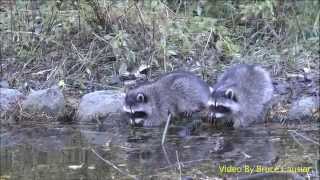 Baby Raccoons Washing Their Hands [upl. by Aseret]