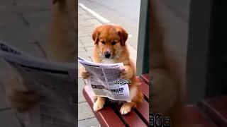 The dog reading the newspaper short shorts short video youtube shorts short feed [upl. by Derrick857]