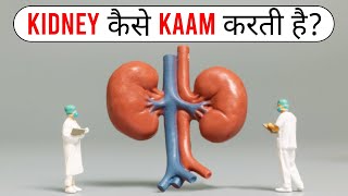 किडनी कैसे काम करती है  How Kidney Works [upl. by Aleunamme]