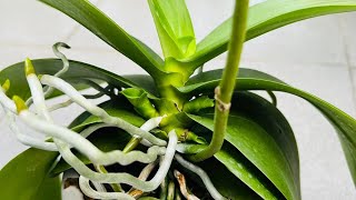 Use discarded things to water orchids to help them grow orchid flowers [upl. by Simonsen]