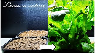 Oakleaf Lettuce Time lapse｜오크립 상추의 성장과정 타임랩스｜The growth process of Lettuce from seed｜Day 030 [upl. by Behrens]