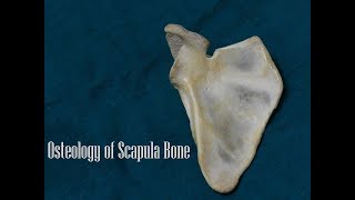 Osteology of Scapula Bone [upl. by Ahsiened]