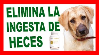 DOLVIT CAYENNE Solución para que mi perro NO se COMA SUS HECES [upl. by Freyah678]