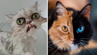 10 CATS You Wont Believe Actually Exist [upl. by Adham]