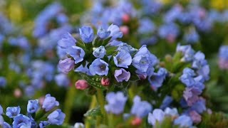 Pulmonaria Production Tips  Walters Gardens [upl. by Ahar]