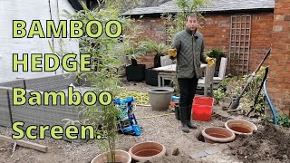 BAMBOO HEDGE Bamboo Screen How to plant Bamboo [upl. by Ydwor241]