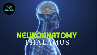 Neuroanatomy Made Simple  The Thalamus  TutorMed Class  GMDC Exam [upl. by Notrem]