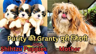 Ultimate Quality Shih Tzu Puppy  Purity की Granty पुरी जिंदगी  Shihtzu घर के liye Best क्यू 👌 [upl. by Camarata]