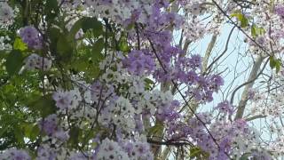 อินทนิน Lagerstroemia speciosa [upl. by Aivin]