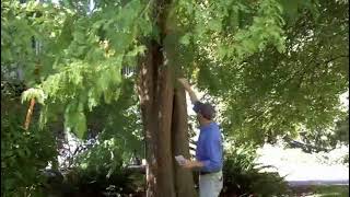 Dawn redwood Metasequoia glyptostroboides  Plant Identification [upl. by Meibers]