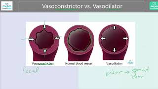 Vasoconstrictor vs Vasodilator Whats the difference [upl. by Ahsinhoj]