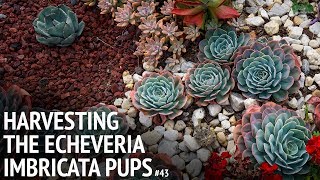 43 Harvesting the echeveria imbricata pups [upl. by Gussy401]