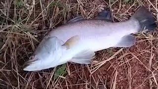 Barramundi Fishing in Goa  India fishing [upl. by Erlewine384]