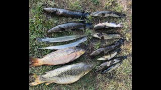 Bow fishing Snakehead In Virginia [upl. by Southworth180]