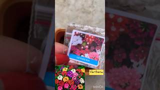 Grow verbena plant from seeds at my terrace garden🪴👍 [upl. by Hgalehs]