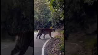 Valparai Tiger Range Forest🐯🌿 [upl. by Apollo]