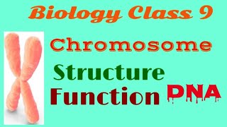 Chromosome  Chromosome Structure and Function DNAChromosome 9 Class [upl. by Anirba]