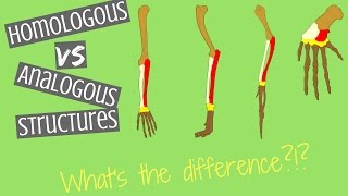 Homologous Structures vs Analogous Structures  Key Differences [upl. by Aliek801]