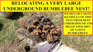 HUGE UNDERGROUND BUMBLEBEE NEST RELOCATED TO NATIVE PRAIRIE ON CHURCH LAND NATIVE POLLINATORS SAVED [upl. by Nosnar776]