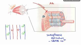 042 How Calcium ion release results in Muscle Contraction [upl. by Dumanian797]