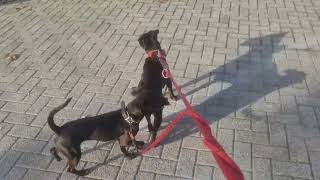 DOGWALKER Crossbreeding Pure breed breeding linebreeding and inbreeding dogs Patterdale Terriers [upl. by Noramac]