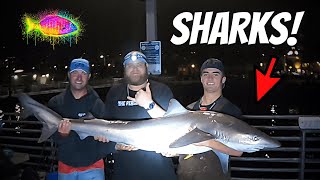 BIG GAME SHARK FISHING 2 Different Species SAN DIEGO CALIFORNIA [upl. by Jarrid]