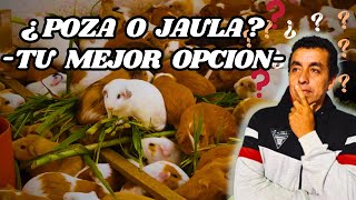 ¿Cuyes en POZAS o JAULAS la VERDAD revelada  ¡NO LO VAS A CREER [upl. by Hallie]