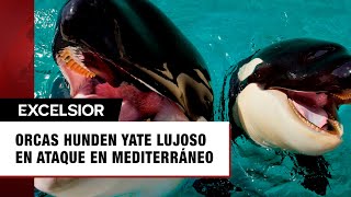 Orcas hunden lujoso yate en medio de aterrador ataque en el Mediterráneo [upl. by Allesor]