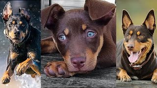 NEW Kelpie Video Compilation  Funny Awesome amp Cute Australian Cattle Dogs [upl. by Sheilah]