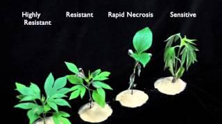 Glyphosate SOA 9 Sensitive vs Resistant Giant Ragweed 3 [upl. by Jahdai]