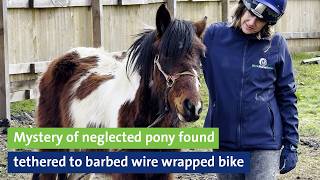 Mystery of neglected pony found tethered to barbed wire wrapped bicycle [upl. by Nohsar]